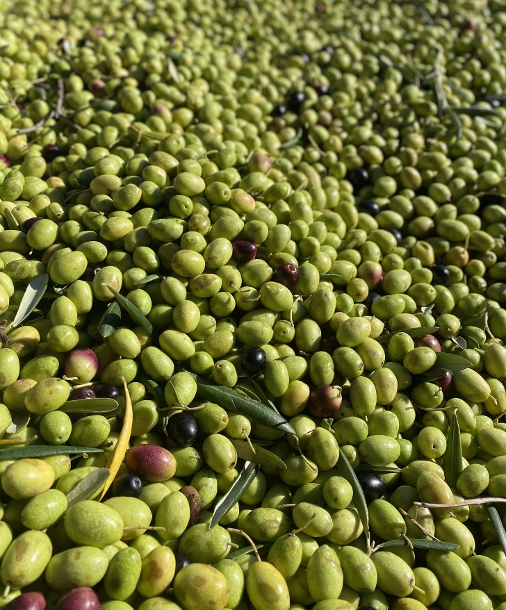 Olive Frantoio Palmieri
